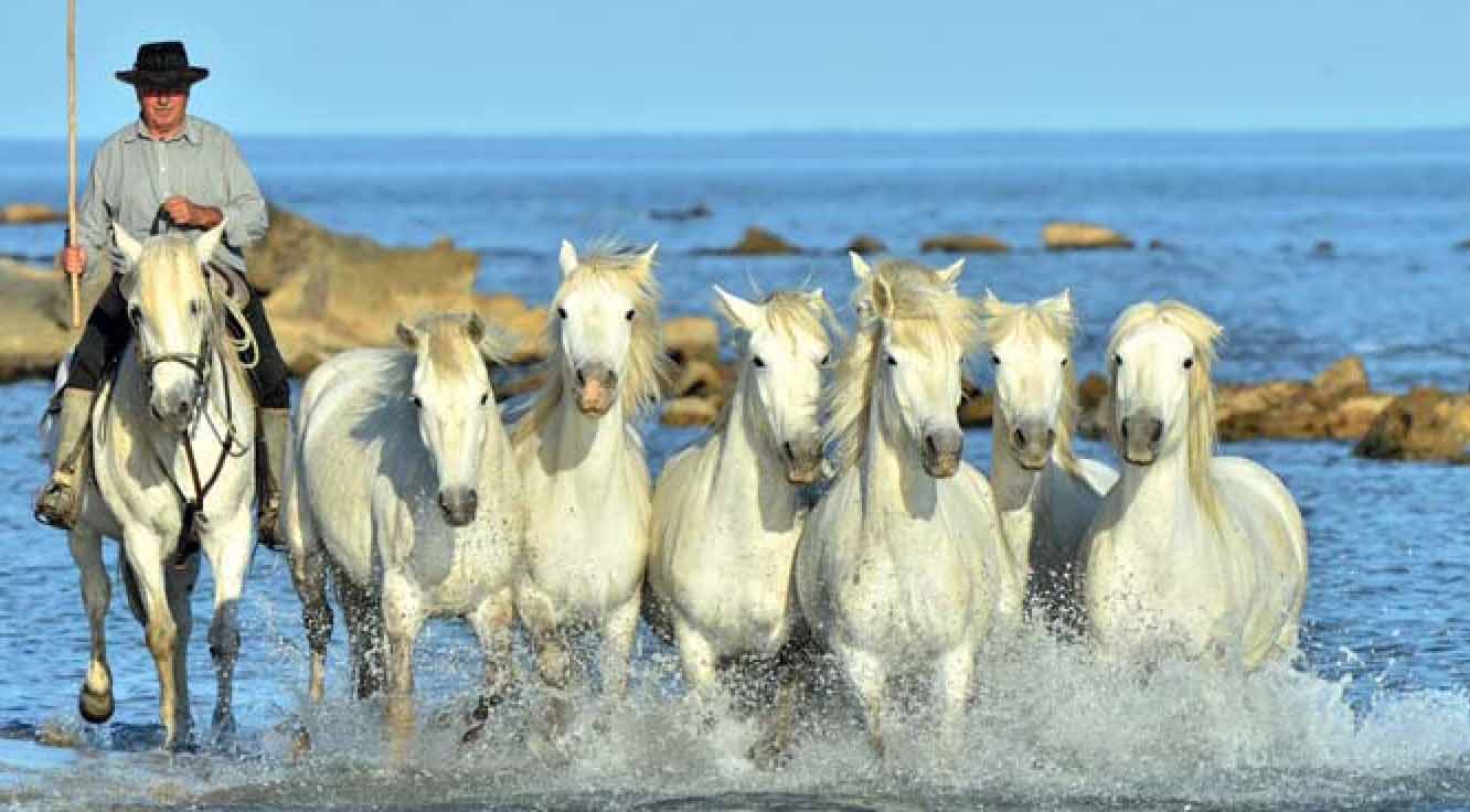Скачущие белоснежные камаргские лошади.