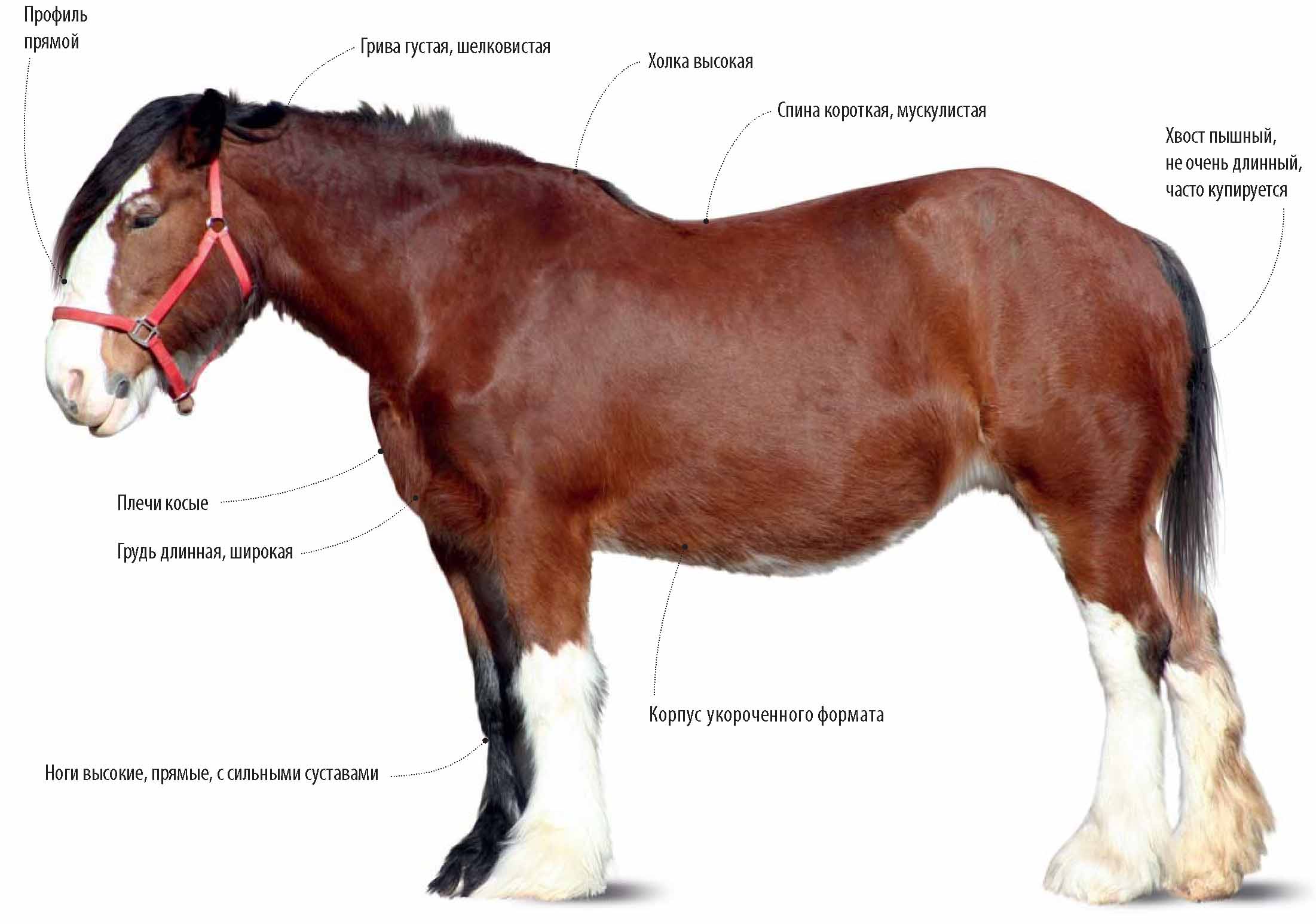 Описание клейдесдальской породы лошадей.