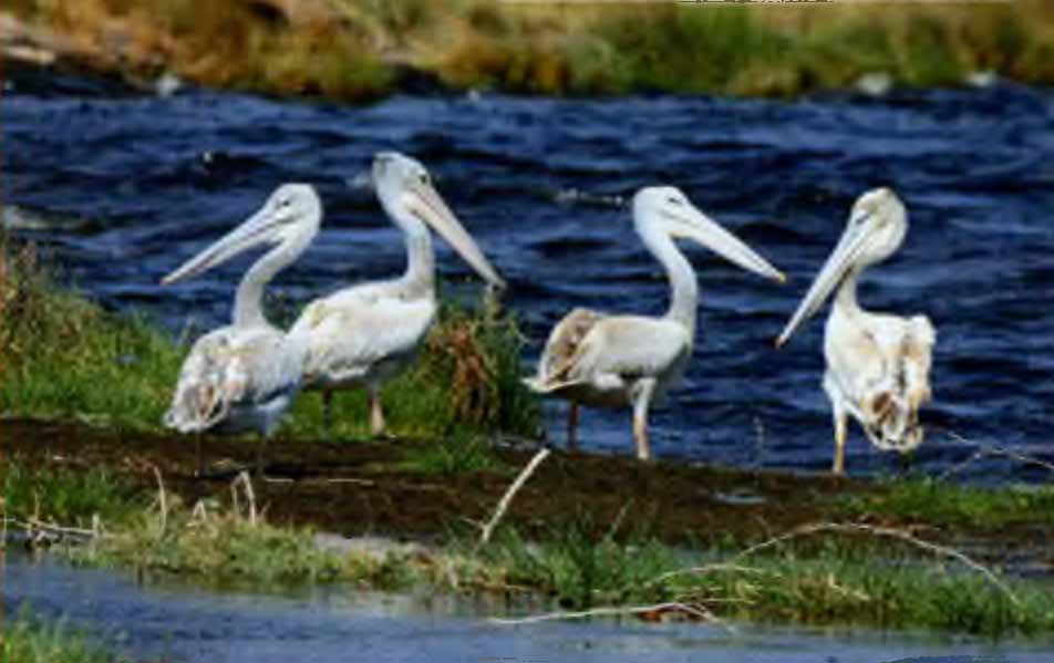 Пеликаны (Pelecanus) на озере Бесека.