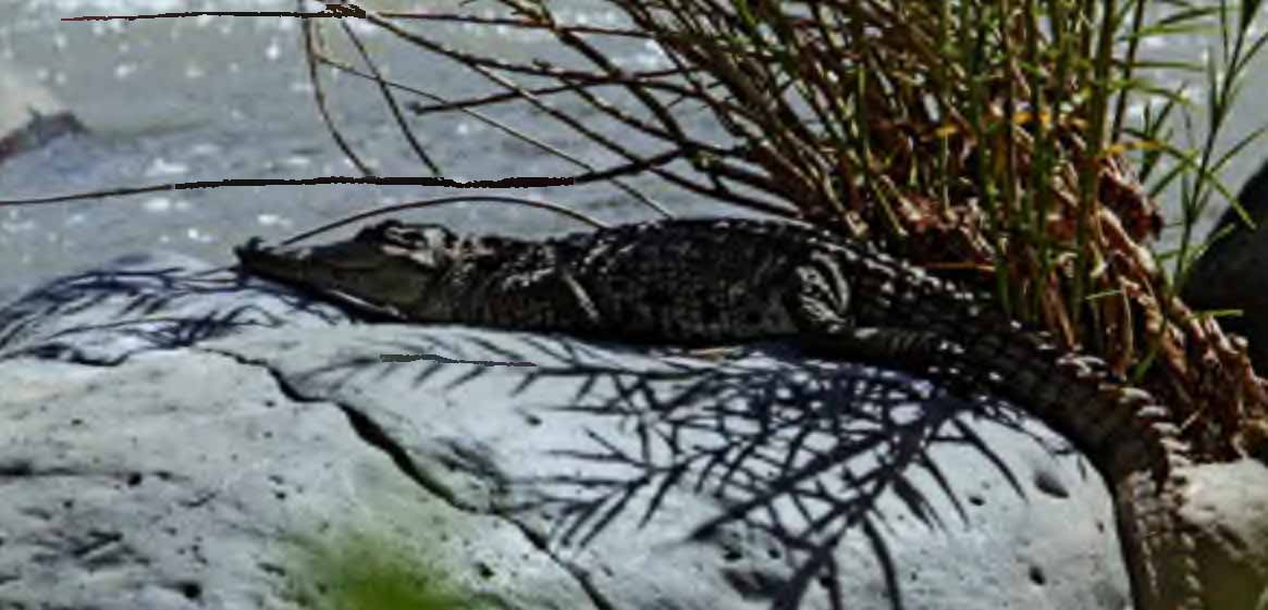 Крокодил (Crocodilia) на реке Аваш.