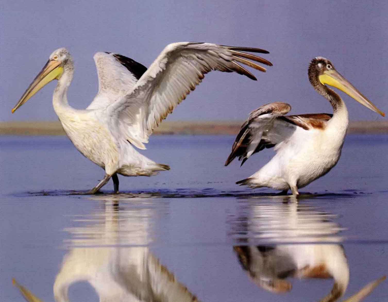 Перья пеликанов быстро намокают, и птицы отжимают их своими длинными клювами.