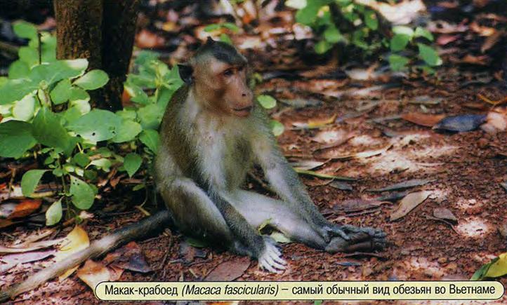 Макак-крабоед (Масаса fascicularis) - самый обычный вид обезьян во Вьетнаме.