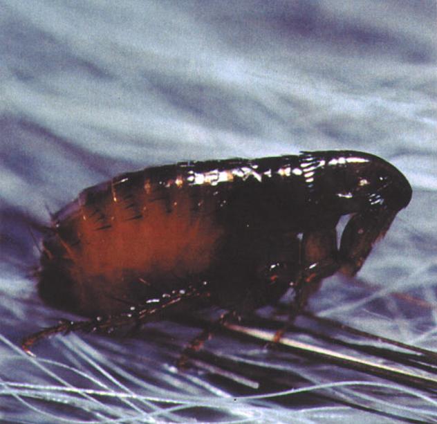Блоха - типичное насекомое-паразит. Её отношения с хозяином носят односторонний характер: получая от него пищу и кров, она взамен наделяет его опасными болезнями.