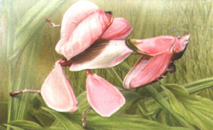 Малайзийский цветковый богомол (Hymenopus coronatus).