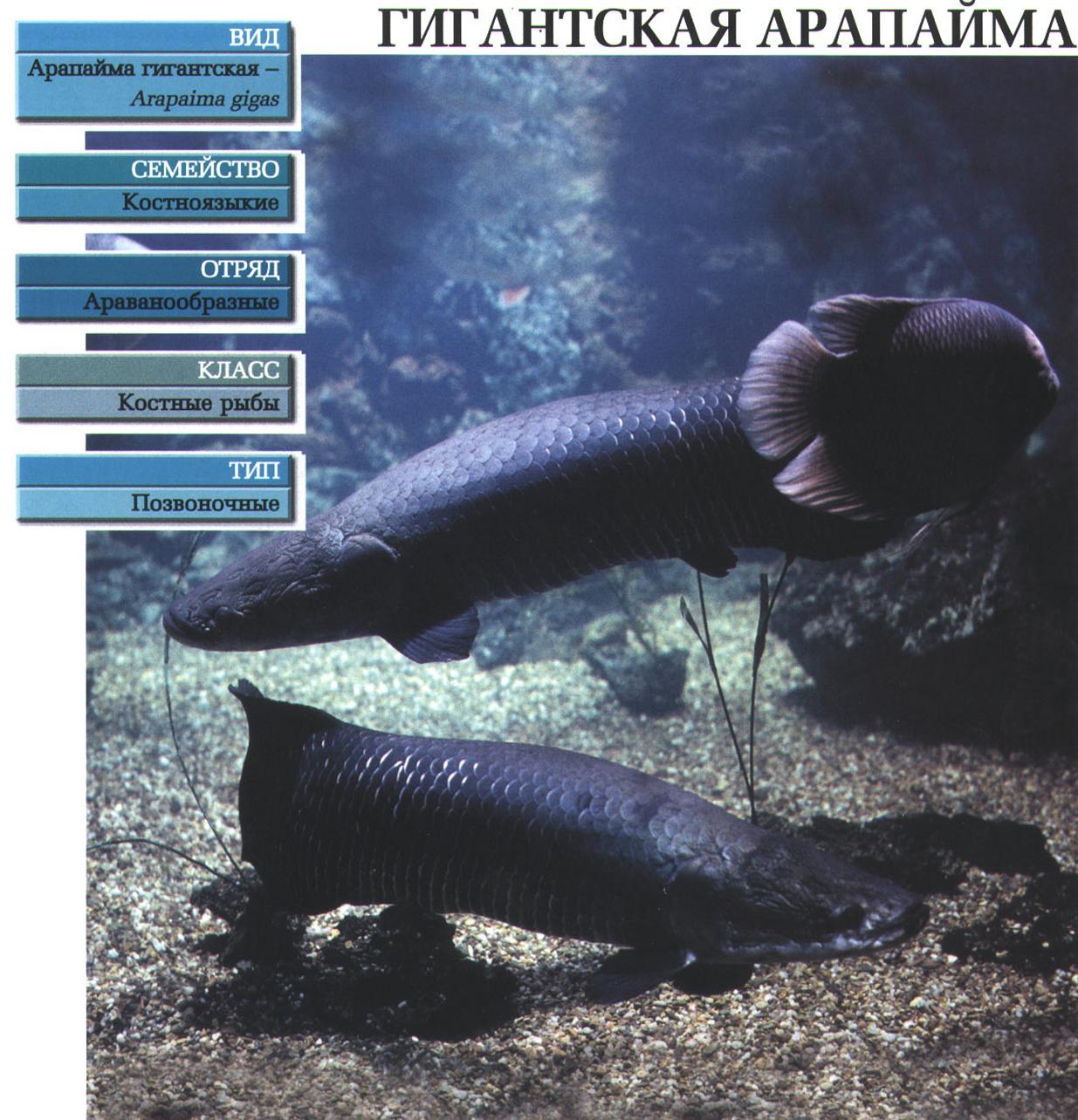 Гигантская арапайма (Arapaima gigas) - одна из крупнейших пресноводных рыб. Где живёт, чем питается, сколько весит?