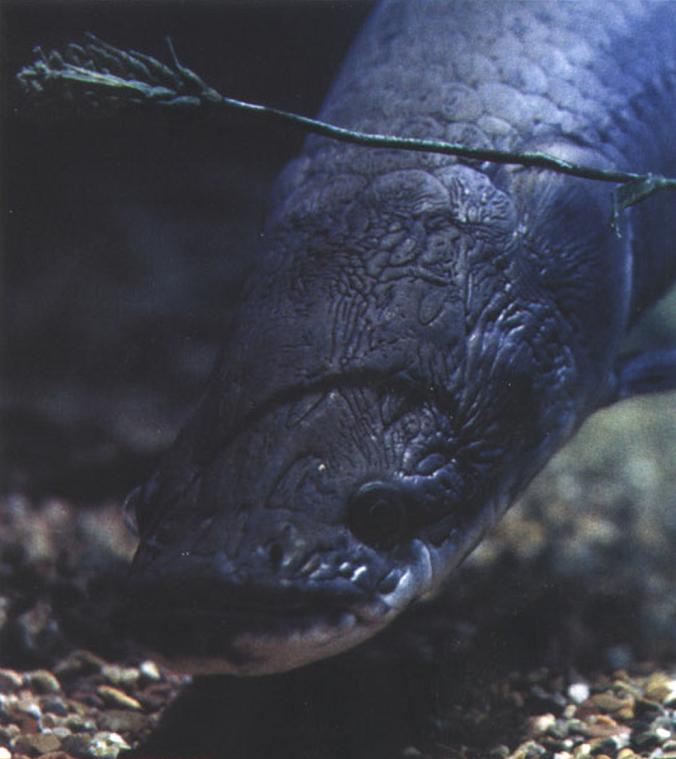 Арапайма - одна из самых крупных пресноводных рыб, однако растет и развивается она очень медленно.
