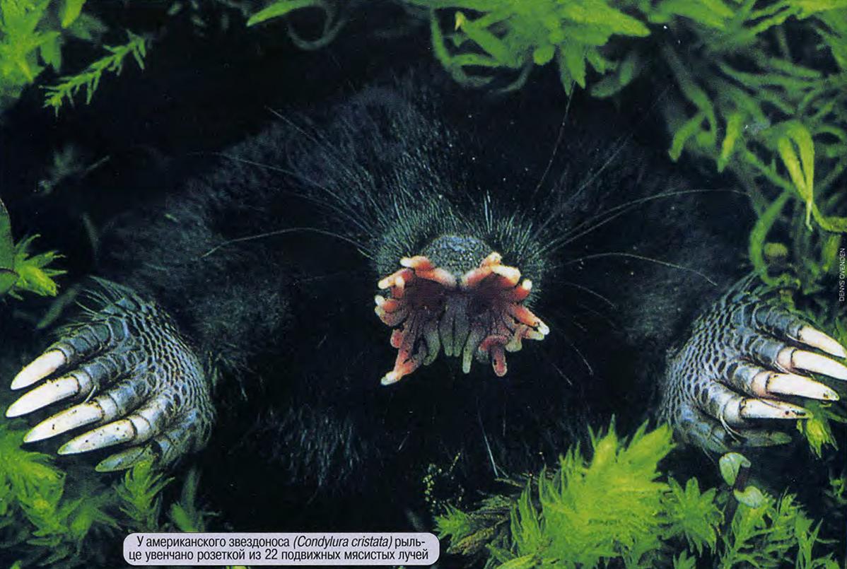У американского звездоноса (Condylura cristata) рыльце увенчано розеткой из 22 подвижных мясистых лучей.