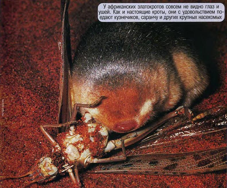 У африканских златокротов совсем не видно глаз и ушей. Как и настоящие кроты, они с удовольствием поедают кузнечиков, саранчу и других крупных насекомых.