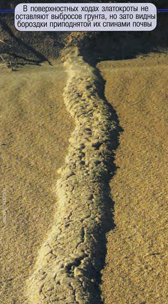 В поверхностных ходах златокроты не оставляют выбросов грунта, но зато видны бороздки приподнятой их спинами почвы.