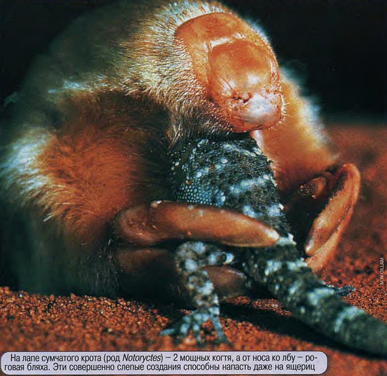 На лапе сумчатого крота (род Notoryctes) - 2 мощных когтя, а от носа ко лбу - роговая бляха. Эти совершенно слепые создания способны напасть даже на ящериц.