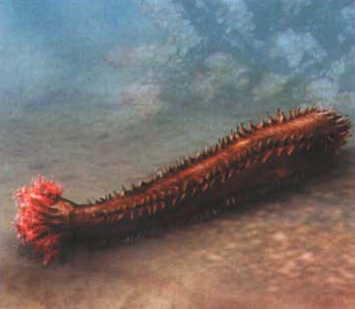 Морской огурец (Cucumaria planci).