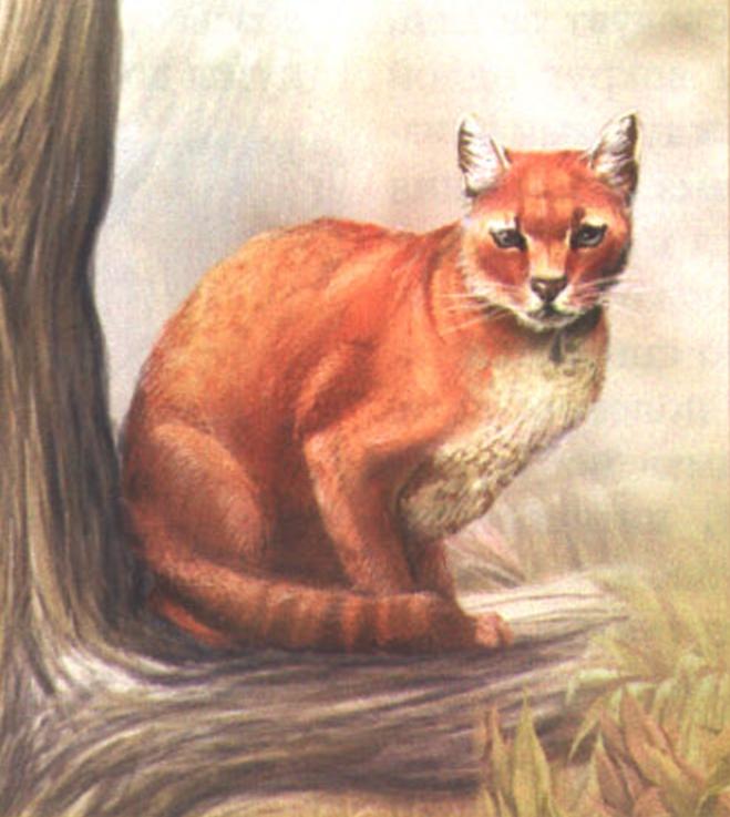 Золотая кошка (Felis aurata).