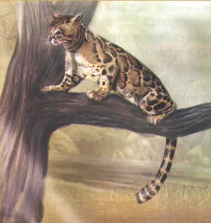 Мраморная кошка (Felis marmorata).
