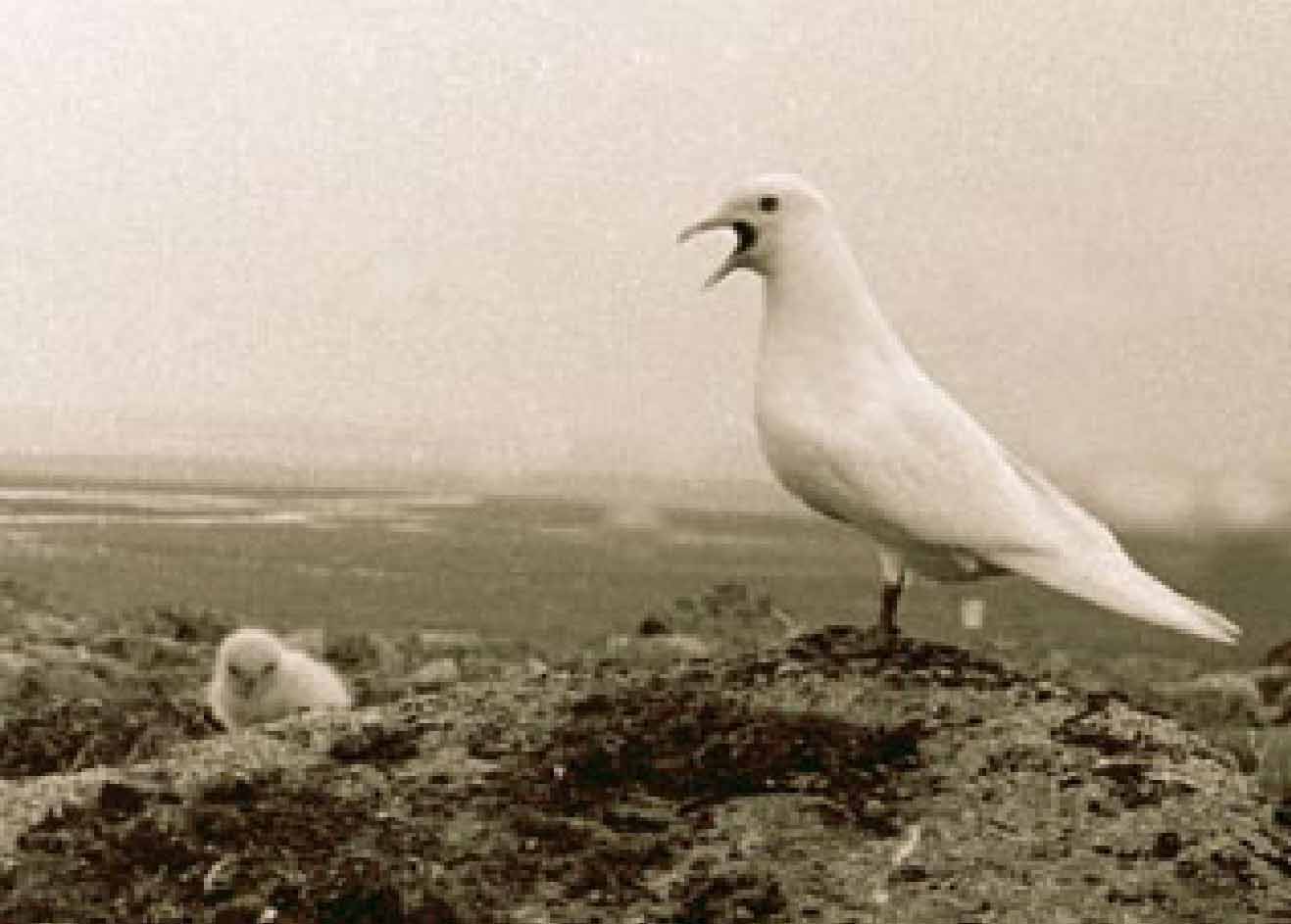 Белая чайка с птенцом.
