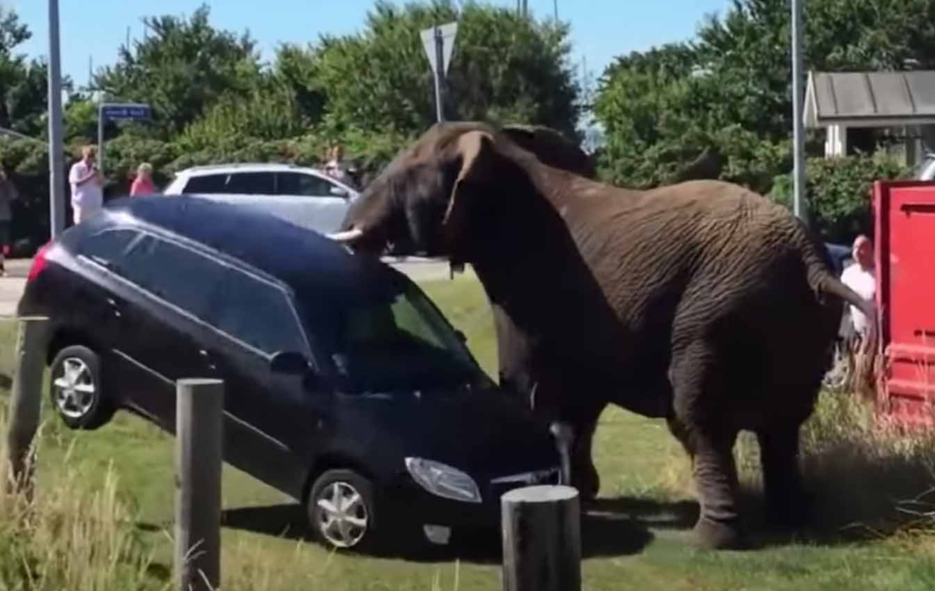 Слон ломает машину.
