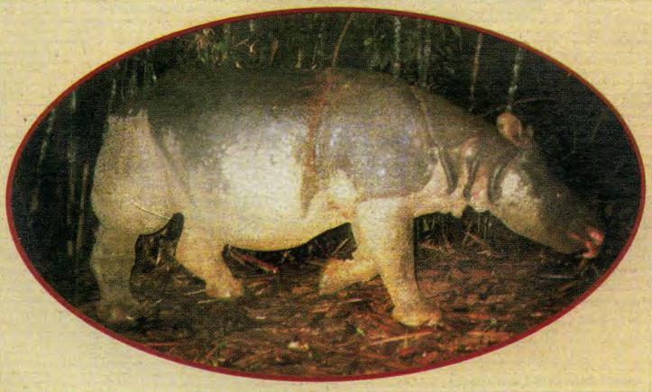 Аннамский носорог.
