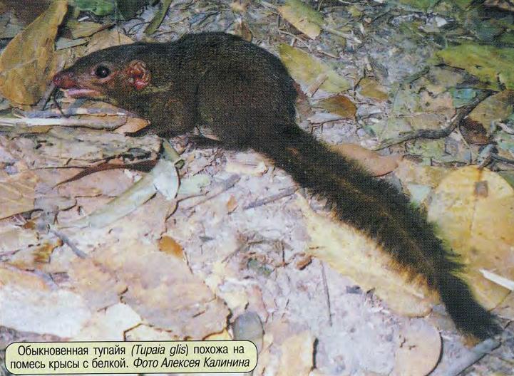 Обыкновенная тупайя (Tupaia glis) похожа на помесь крысы с белкой. Фото Алексея Калинина.