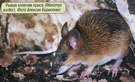 Рыжая колючая крыса (Maxomys surifer). Фото Алексея Борисенко.