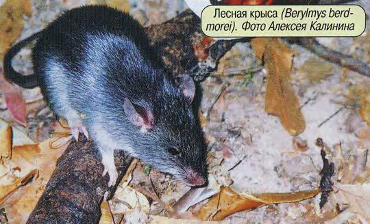 Лесная крыса (Berylmys berdmorei). Фото Алексея Калинина.