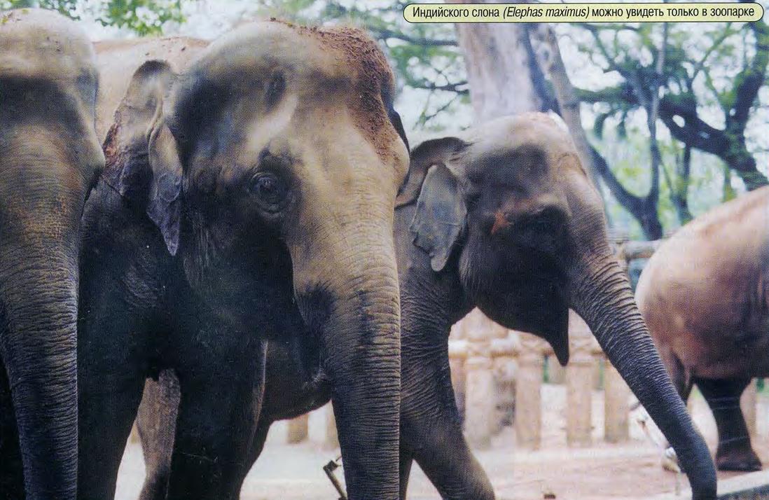 Индийского слона (Elephas maximus) можно увидеть только в зоопарке.