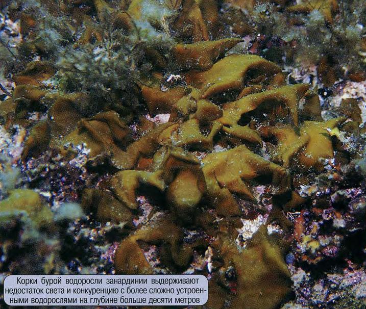 Корки бурой водоросли занардинии выдерживают недостаток света и конкуренцию с более сложно устроенными водорослями на глубине больше десяти метров.