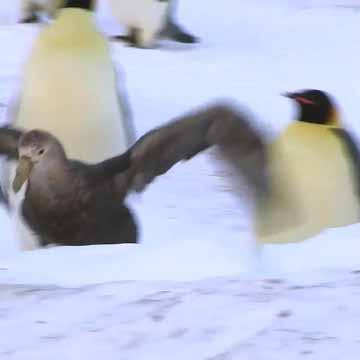 Буревестник нападает на птенца пингвина.