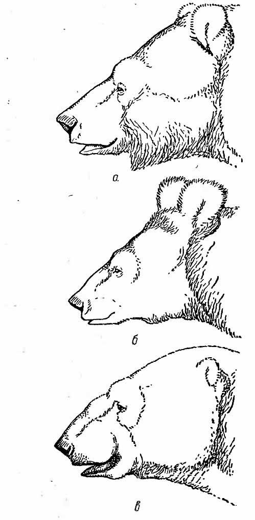 Рис. 1. Головы медведей. а — бурый (Ursus arctos); б — черный (U. tibetanus); в — белый (U. maritimus).