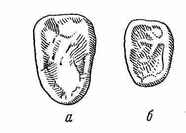Рис. 2. Последний нижний коренной зуб медведей. а — бурого (Ursus arctos); б — черного (U. tibetanus).