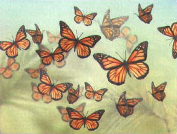 В конце зимы монархи огромными стаями мигрируют на север, а осенью возвращаются на юг.