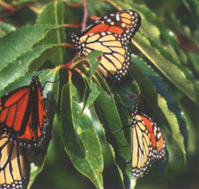 Броский узор на крыльях монархов издалека дает знать хищникам, что эти бабочки ядовиты.
