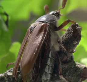 Полёт майского жука в замедленной съемке.