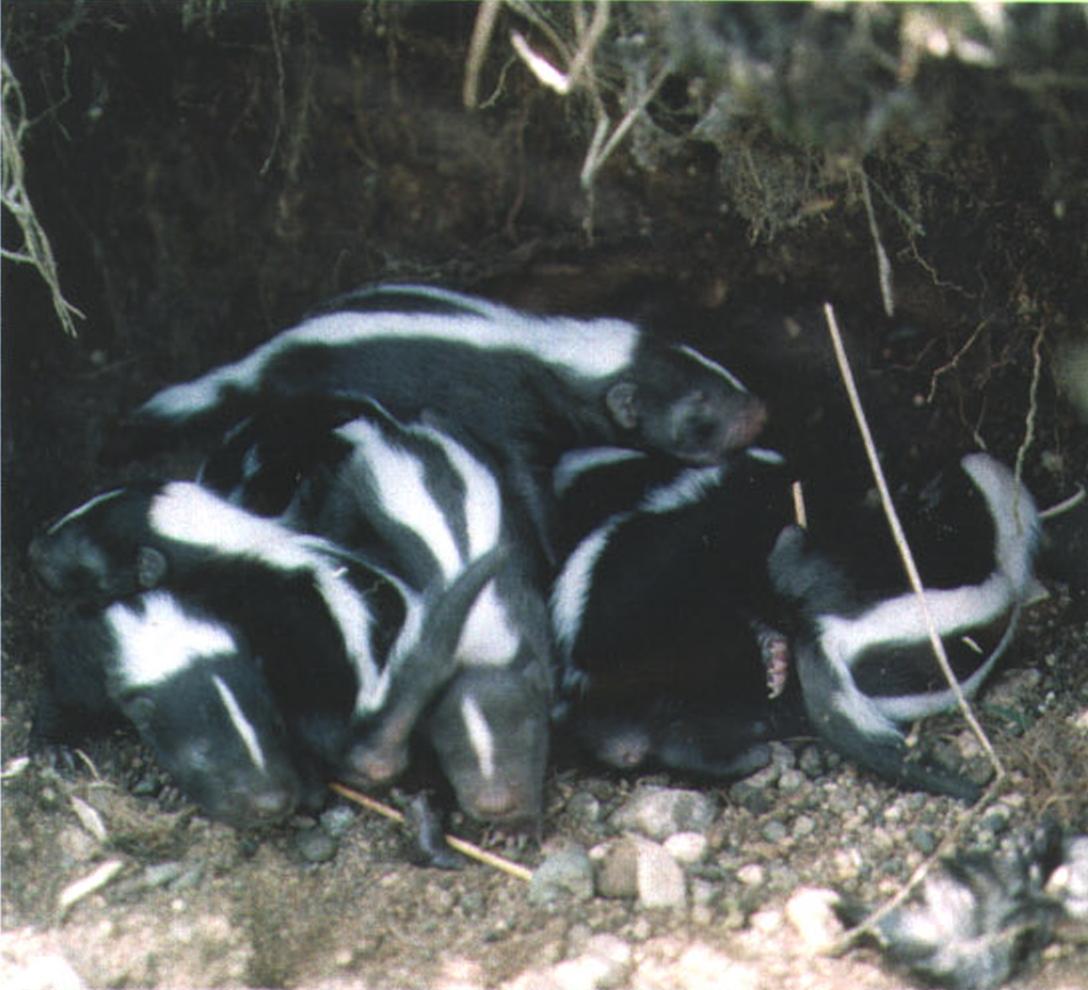 Самка скунса приносит потомство один раз в году, но в случае гибели выводка может снова забеременеть.