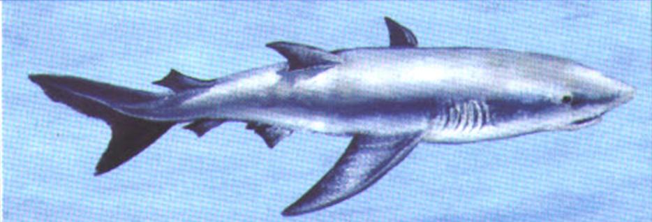 Серо-голубая акула (Isurus oxyrynchus).
