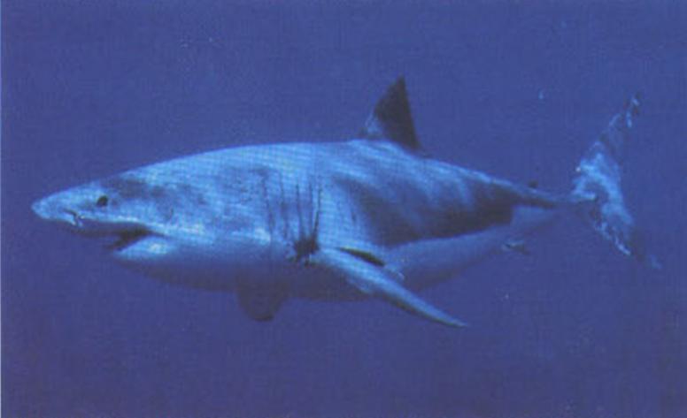 Большая белая акула охраняется далеко не повсюду, и многие из них гибнут, искалеченные человеком.