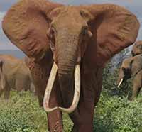 Огромные стада африканских слонов.