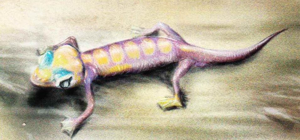 Намибийский геккон (Palmatogekko rangei).
