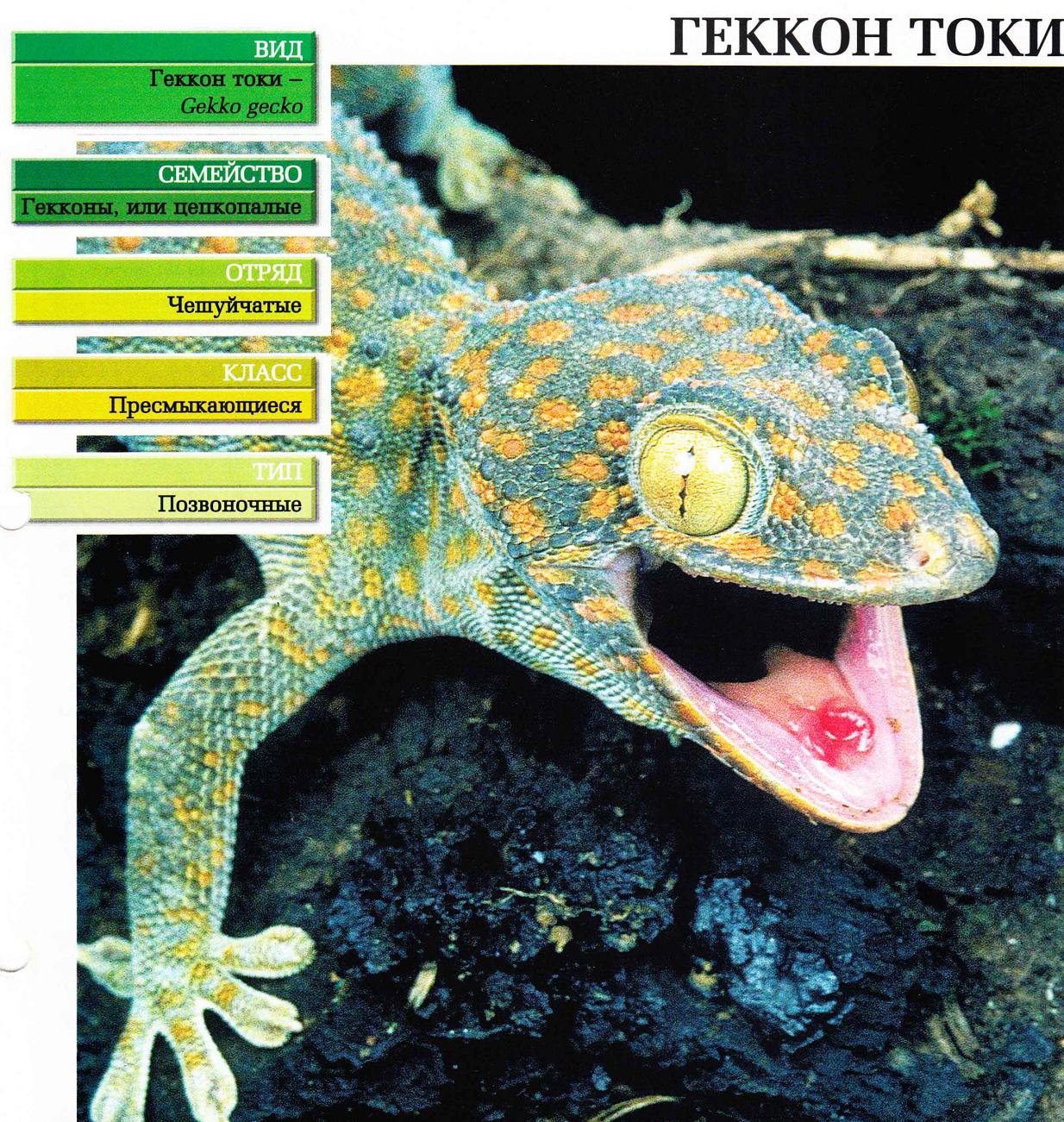 Систематика (научная классификация) геккона токи.