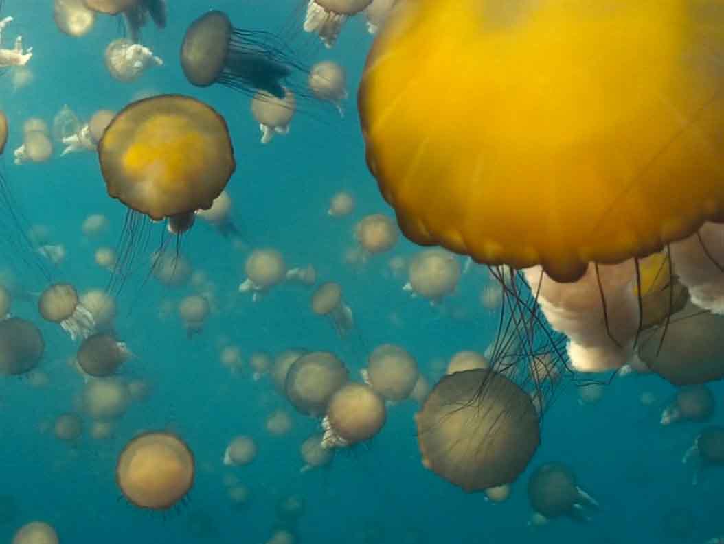 Миллионы медуз в одной огромной стае.