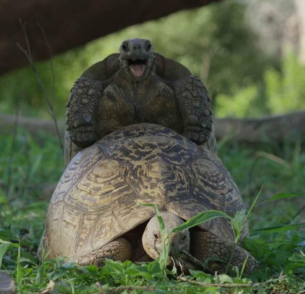 Черепахи занимаются сексом.