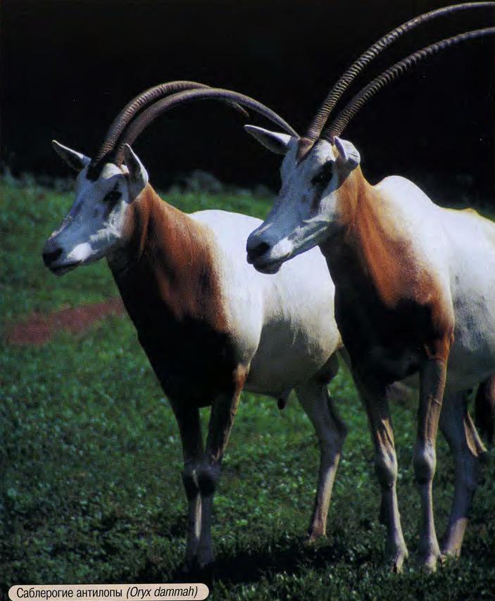 Саблерогие антилопы (Oryx Dammah).