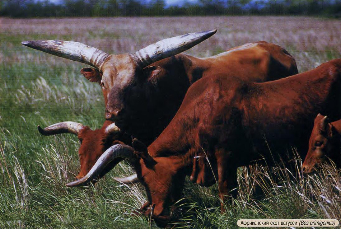 Африканский скот ватусси (Bos primigenius).