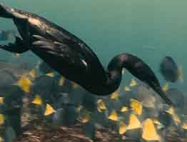 Тюлени и птицы охотятся на рыбу под водой.