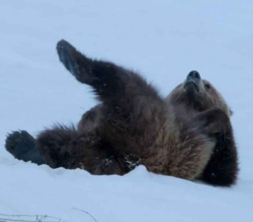 Медведь няшно чешется в снегу после зимы.