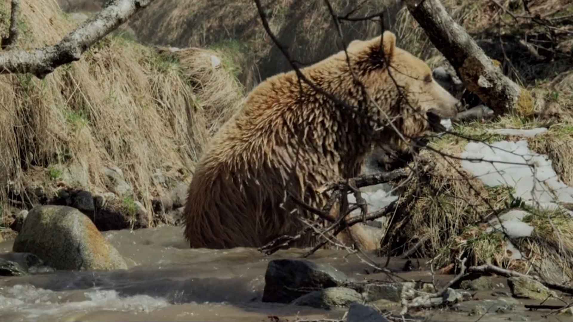 Медведь сидит в ручье.