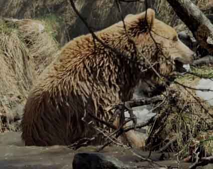 Медведь моется в ручье и трётся обо всё подряд.