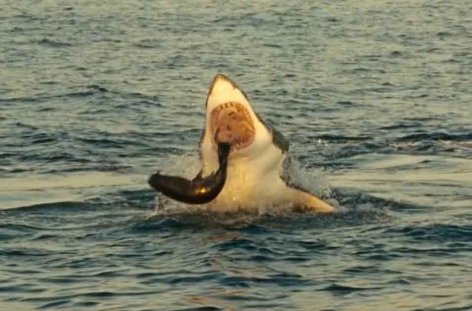 Акула нападает на тюленя.