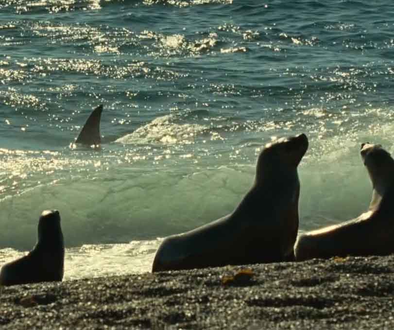 Тюлени наблюдают за плавником косатки.