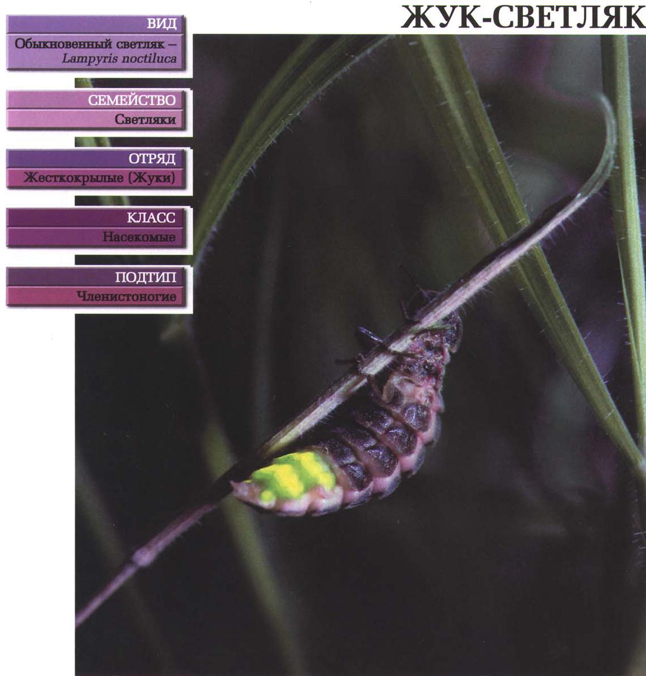 Систематика (научная классификация) жука-светляка. Lampyris noctiluca.