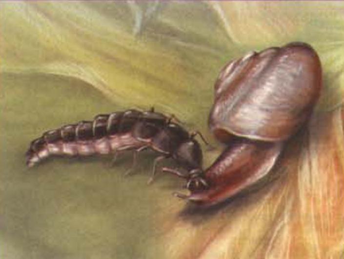 Личинка светляка - ненасытный хищник. Основой ее рациона являются мелкие слизни и улитки.