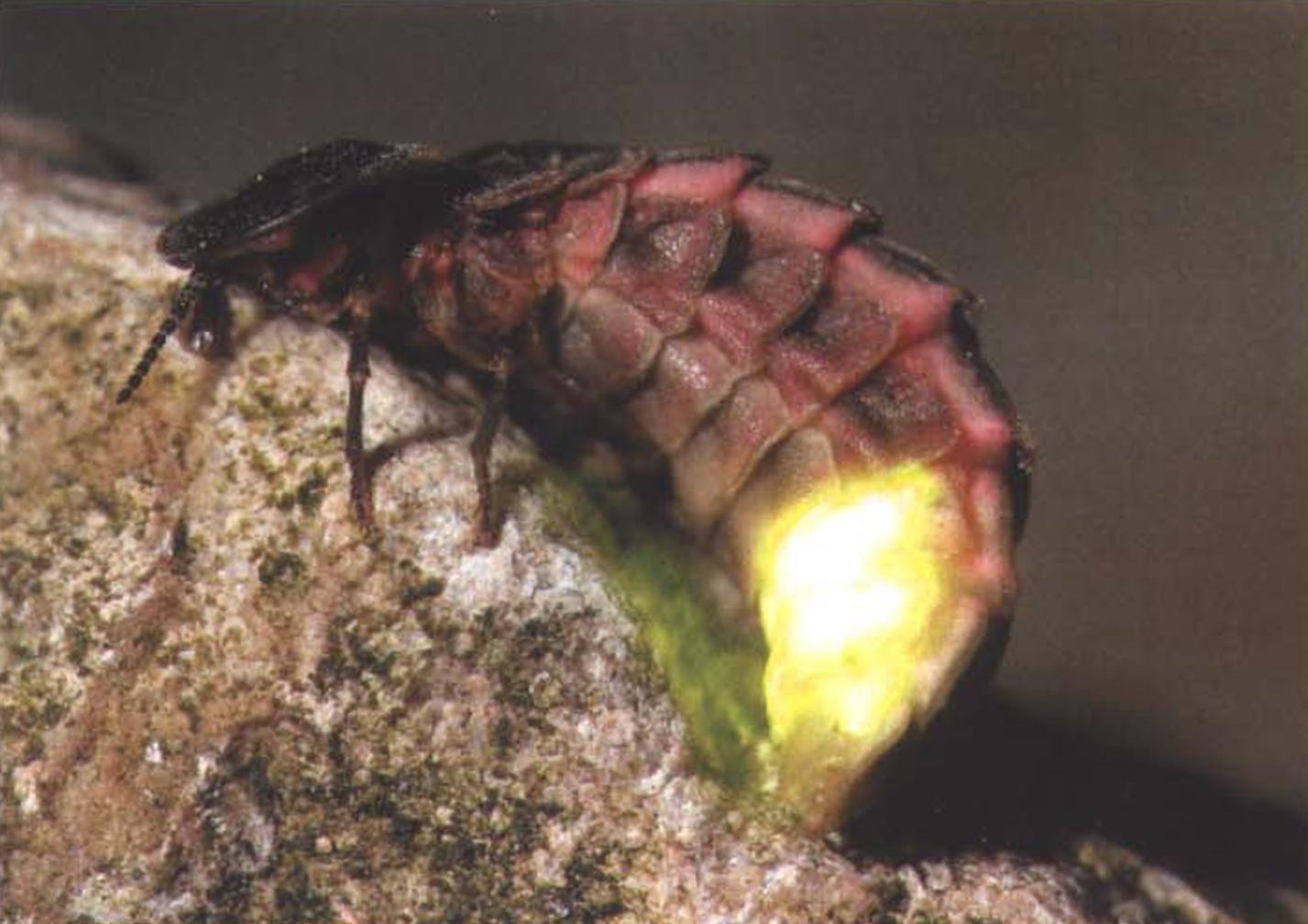 Световые органы расположены по бокам и внизу последних трех сегментов тела насекомого.